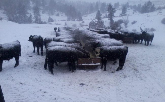 winter_cows_1